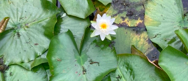 Water lily